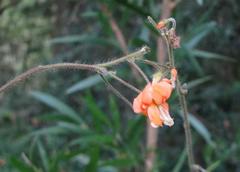 Hylodesmum repandum
