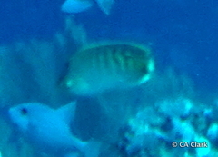 Chaetodon punctatofasciatus