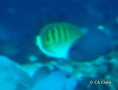Chaetodon punctatofasciatus
