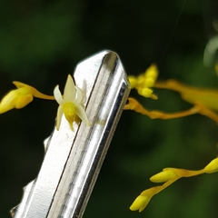 Epidendrum paranthicum