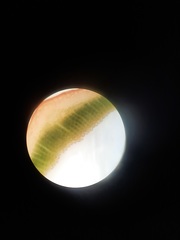 Polytrichadelphus magellanicus