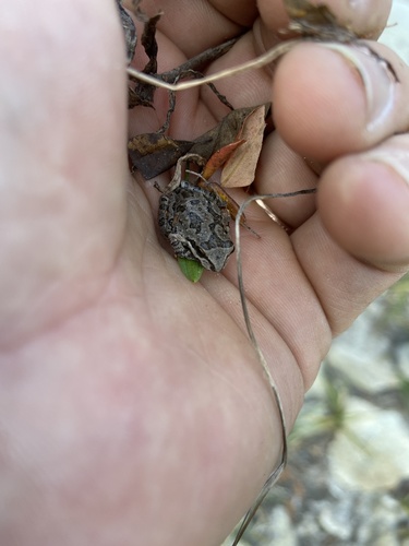 iNaturalist observation photo of Pacific chorus frog