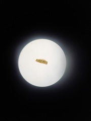 Polytrichadelphus magellanicus