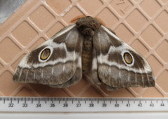 Nudaurelia cytherea