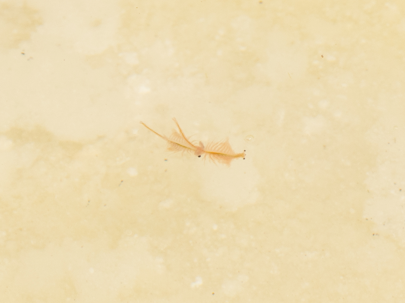 Artemia monica Verrill, 1869