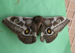 Nudaurelia cytherea