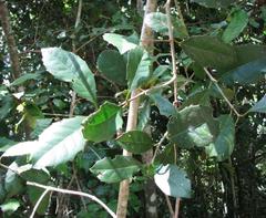 Elaeodendron croceum
