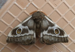 Nudaurelia cytherea