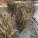 photo of Fountain Grass (Cenchrus setaceus)