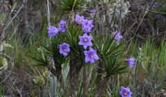 Vellozia compacta
