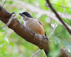 Laniarius ferrugineus ferrugineus