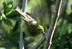 Zosterops virens virens