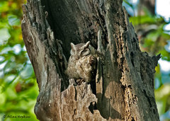 Otus bakkamoena