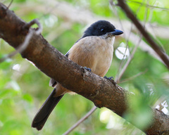 Laniarius ferrugineus ferrugineus