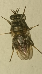 Adoxomyia
