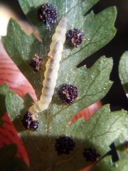 Thylacosceles acridomima