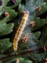 Thylacosceles acridomima