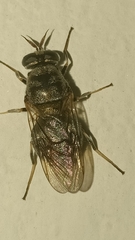 Adoxomyia