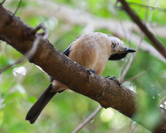 Laniarius ferrugineus ferrugineus