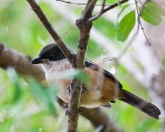 Laniarius ferrugineus ferrugineus