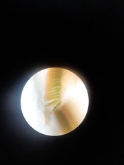 Polytrichadelphus magellanicus