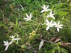 Ornithogalum umbellatum