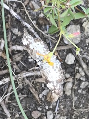 Chiomara georgina