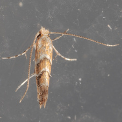 Cameraria caryaefoliella