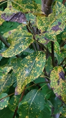 Melampsora occidentalis