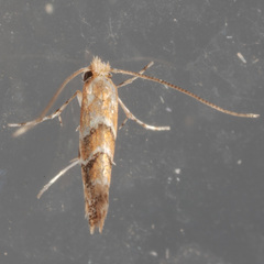 Cameraria caryaefoliella
