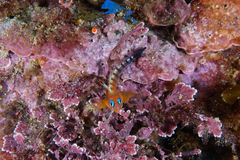 Notoclinops segmentatus