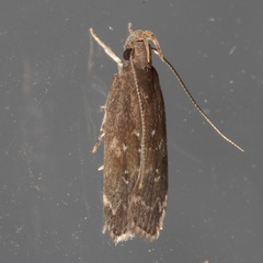 Helcystogramma melantherella