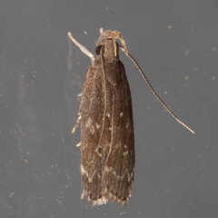 Helcystogramma melantherella