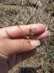 Bupleurum marschallianum