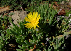Malephora thunbergii