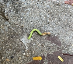 Lepidoptera