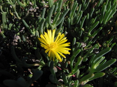 Malephora thunbergii