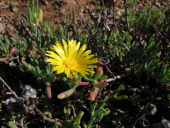 Malephora thunbergii