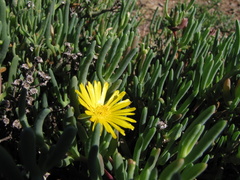 Malephora thunbergii