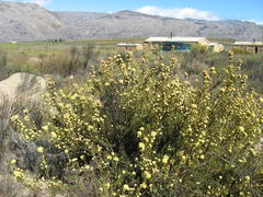 Leucadendron sericeum