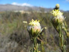 Leucadendron sericeum