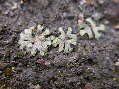 Riccia cavernosa