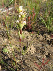 Satyrium striatum