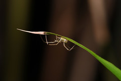 Thwaitesia margaritifera