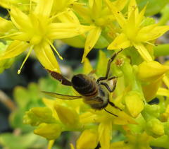 Apis mellifera scutellata
