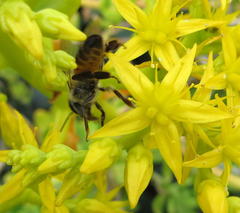 Apis mellifera scutellata