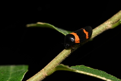 Cosmoscarta abdominalis