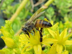 Apis mellifera scutellata