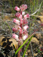 Lachenalia zeyheri