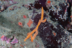 Pararhaphoxya sinclairi